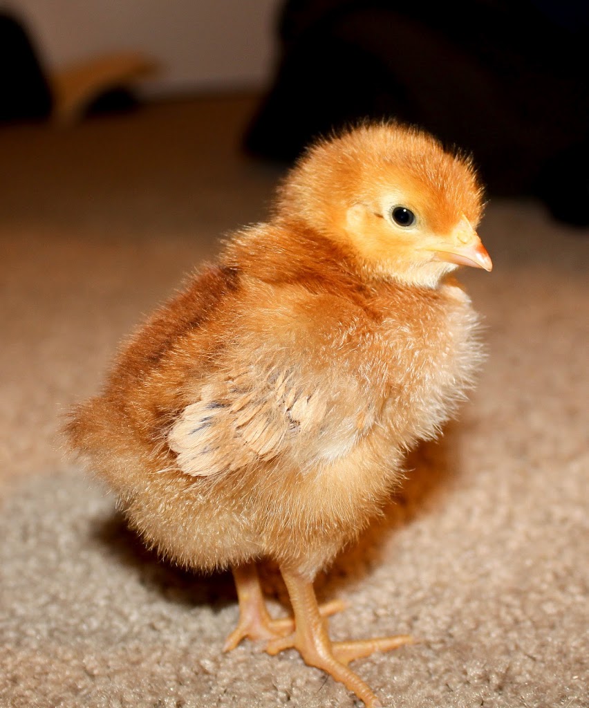 Oh Yea, We've Got Chicks!